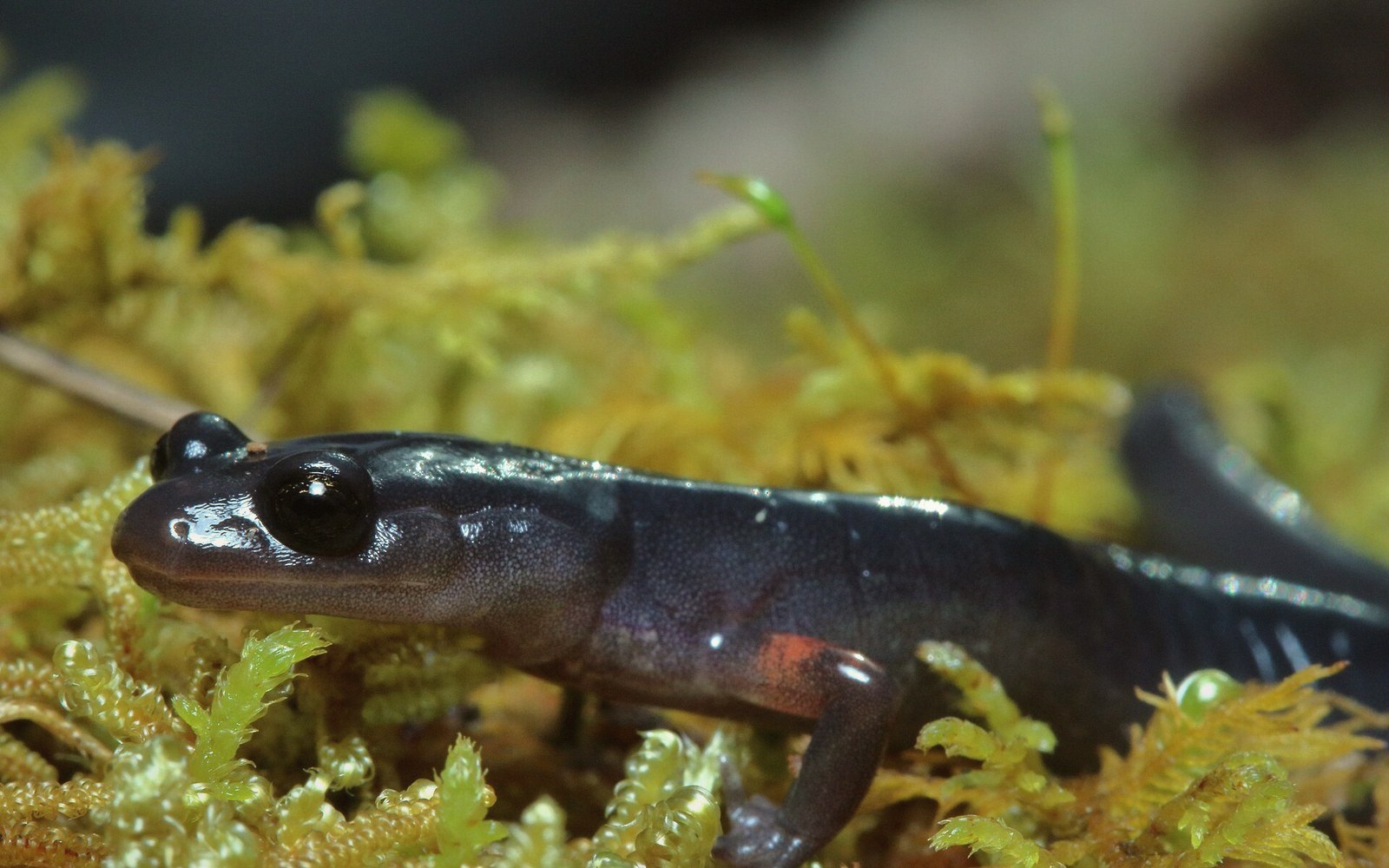 A lungless salamander on wet leaf litter, shot close