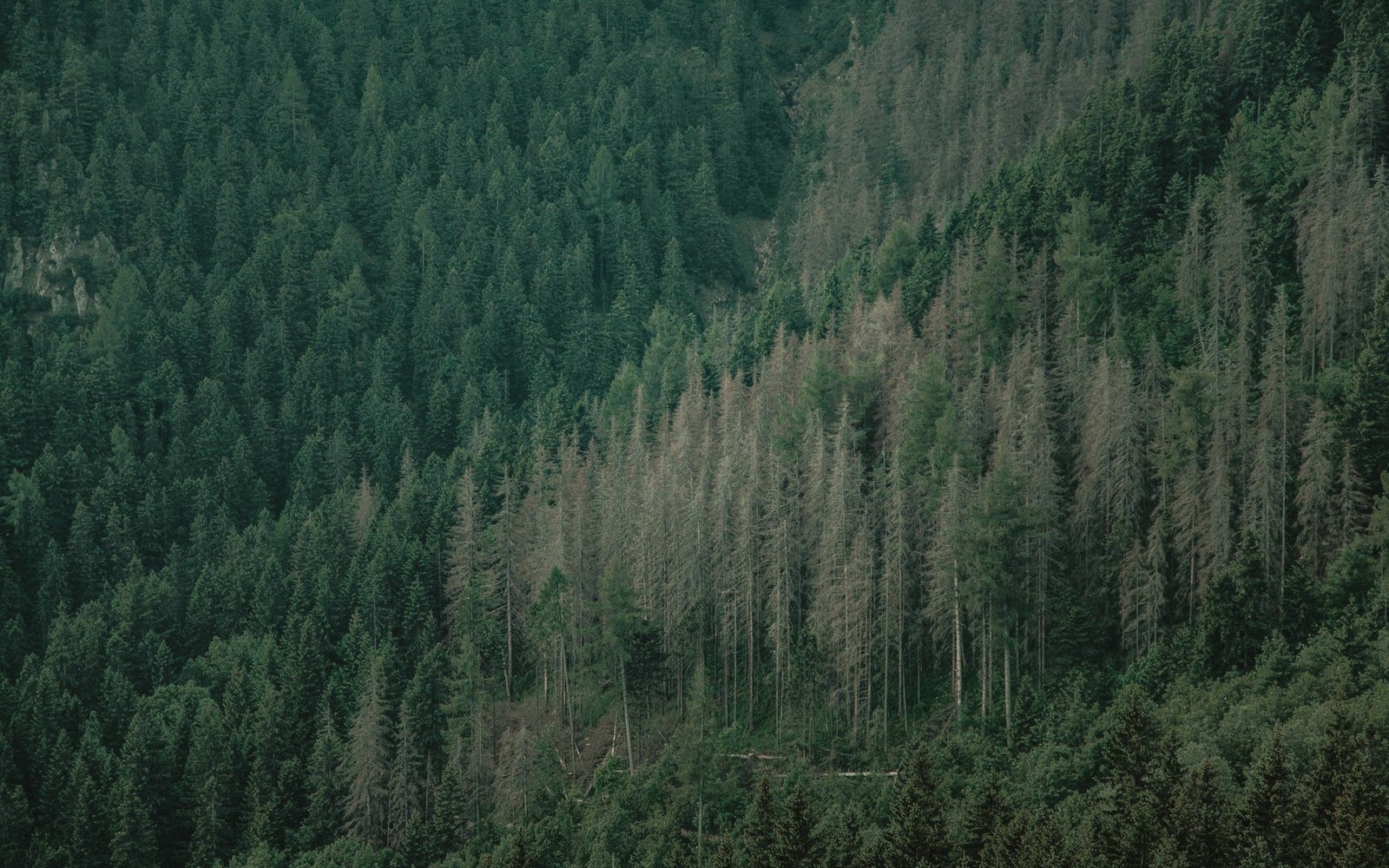 A spruce-fir stand with dead standing trunks