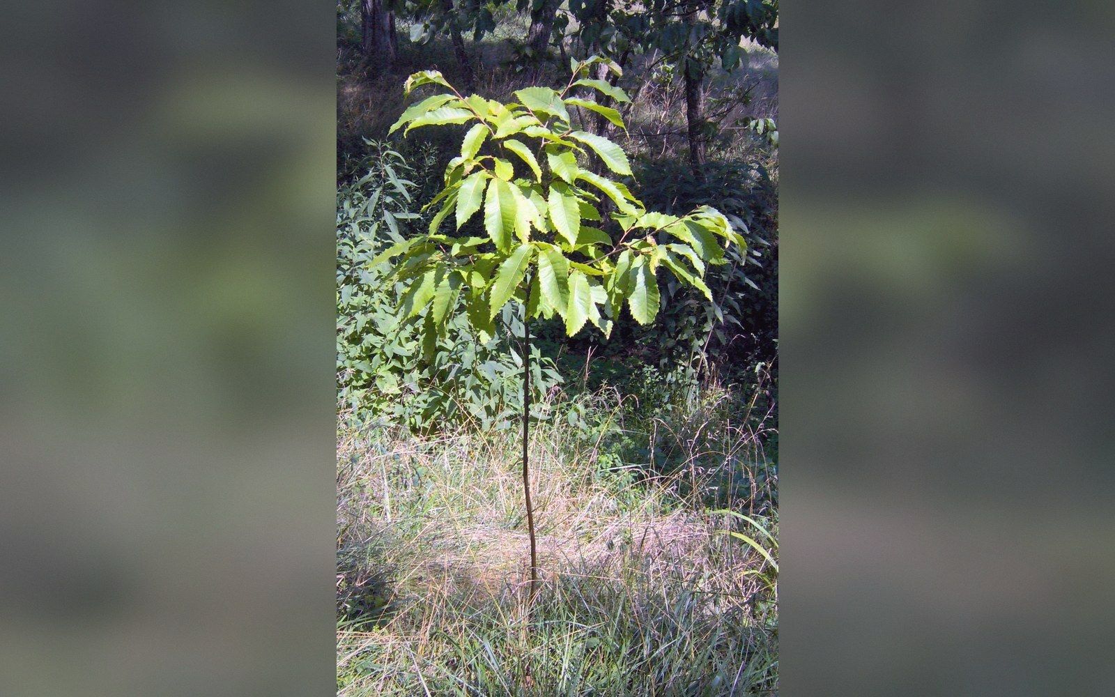 Young American chestnut sapling with serrated leaves growing amid tall grass
