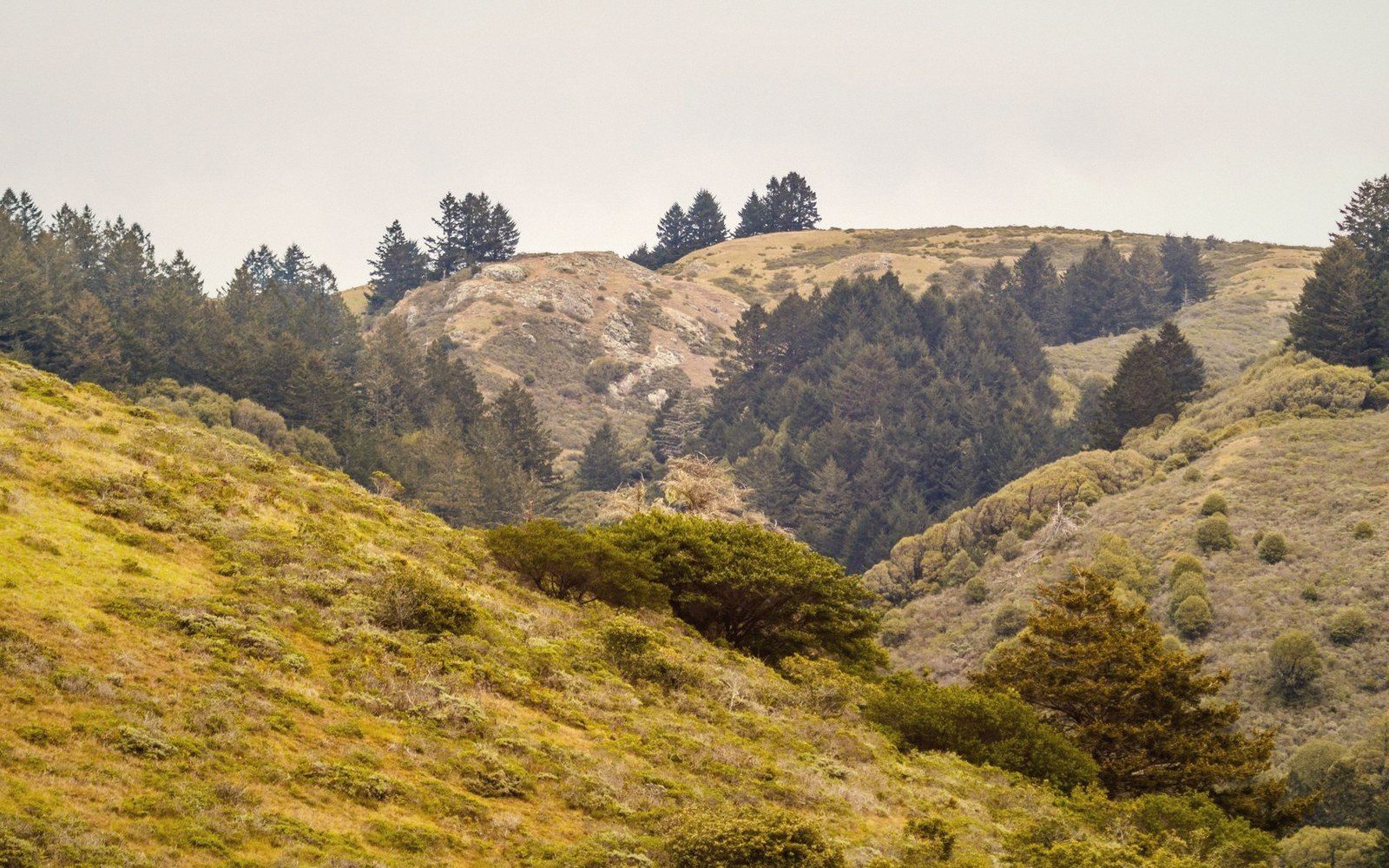 Grassy hillsides dotted with shrubs and scattered conifer trees under overcast sky