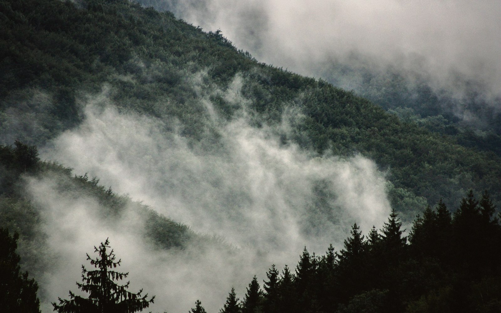 Mist rising through forested mountain slopes after moisture condenses on the escarpment