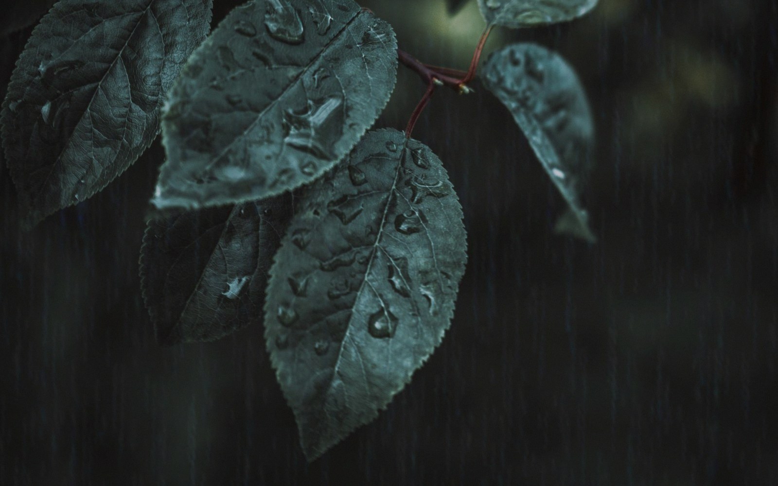 Raindrops cling to serrated leaves on a dark, rain-streaked branch
