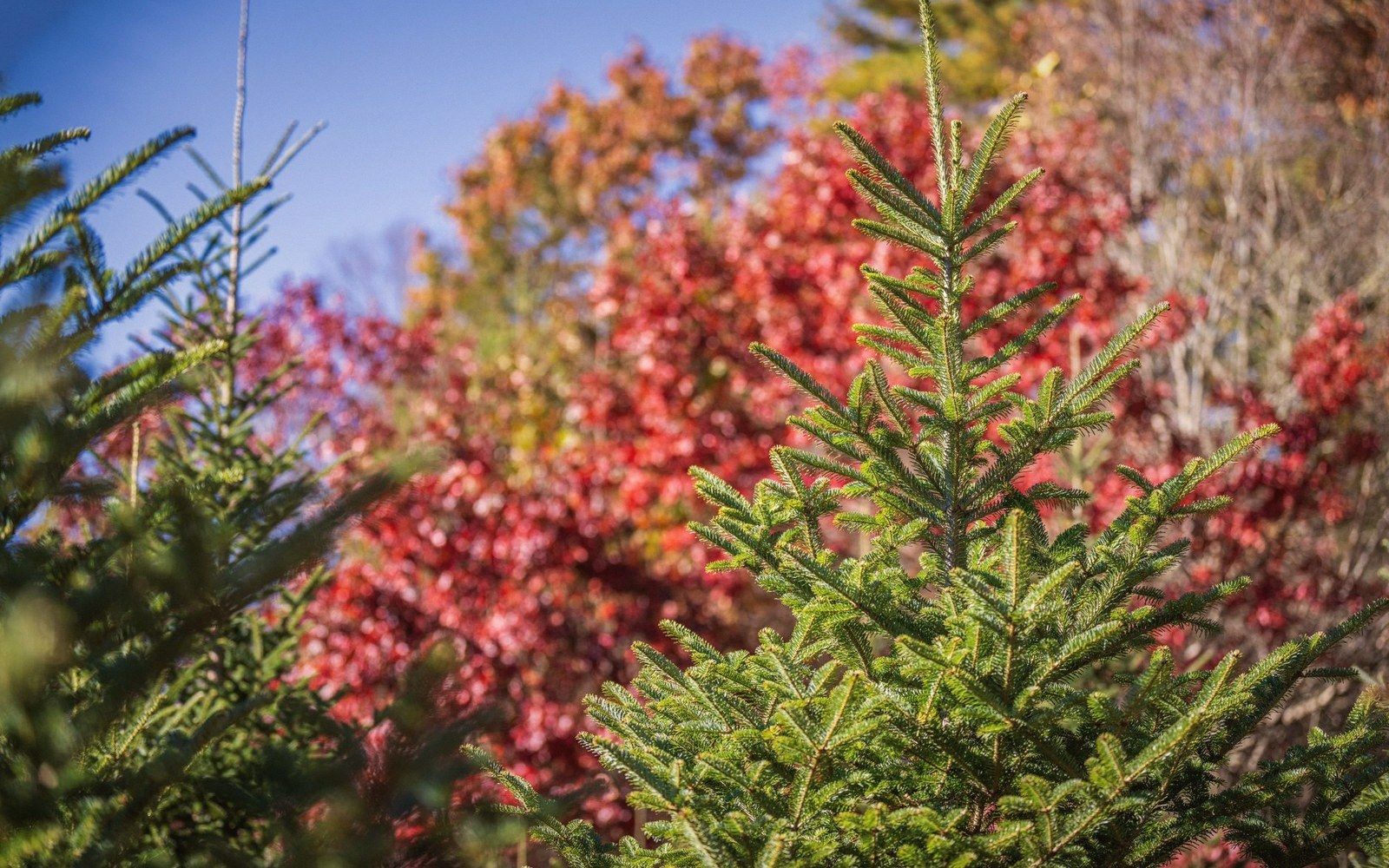 Evergreen spruce and fir branches stand against red autumn foliage under a clear blue sky