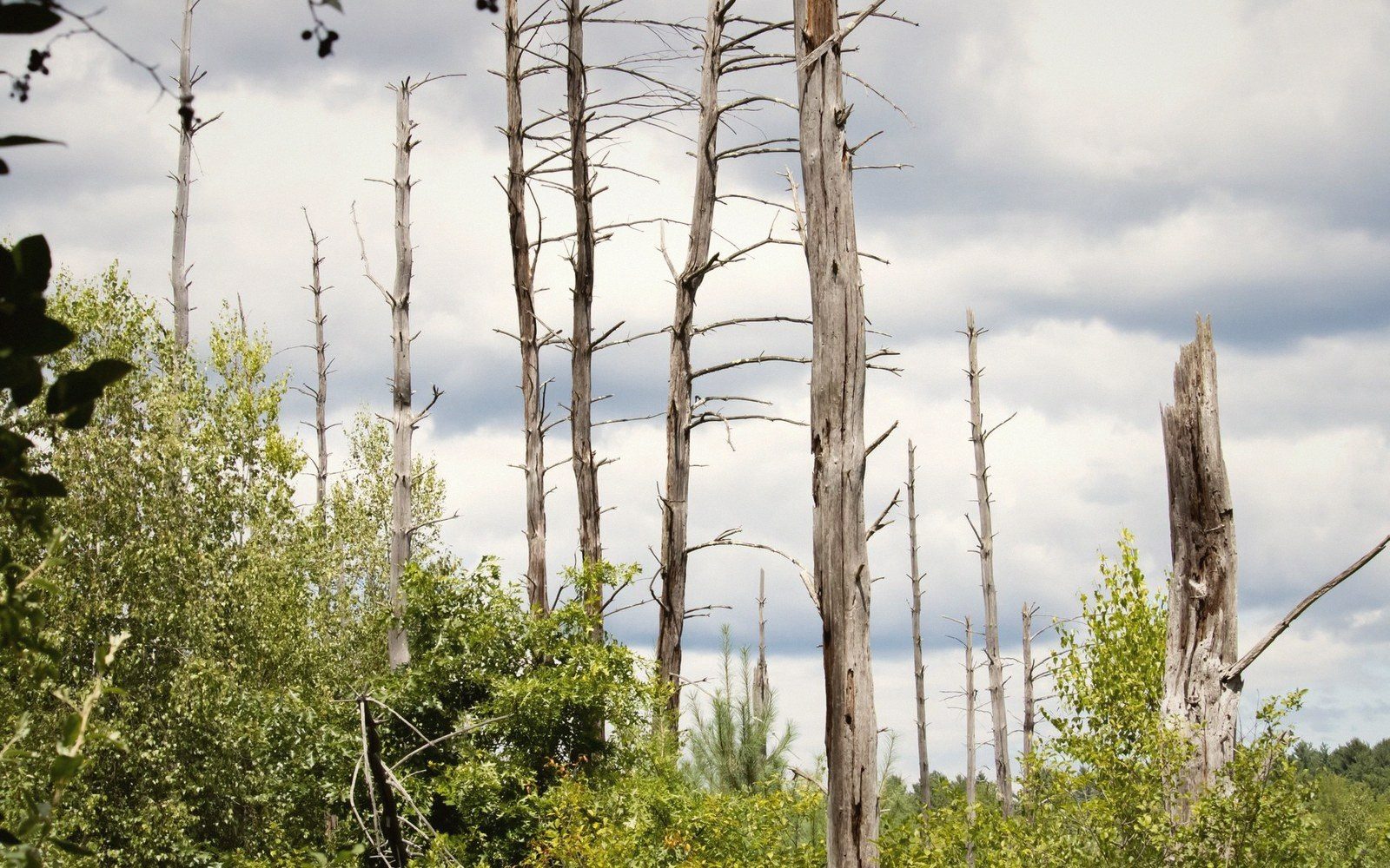Bare dead tree trunks stand among green shrubs and saplings under a cloudy sky