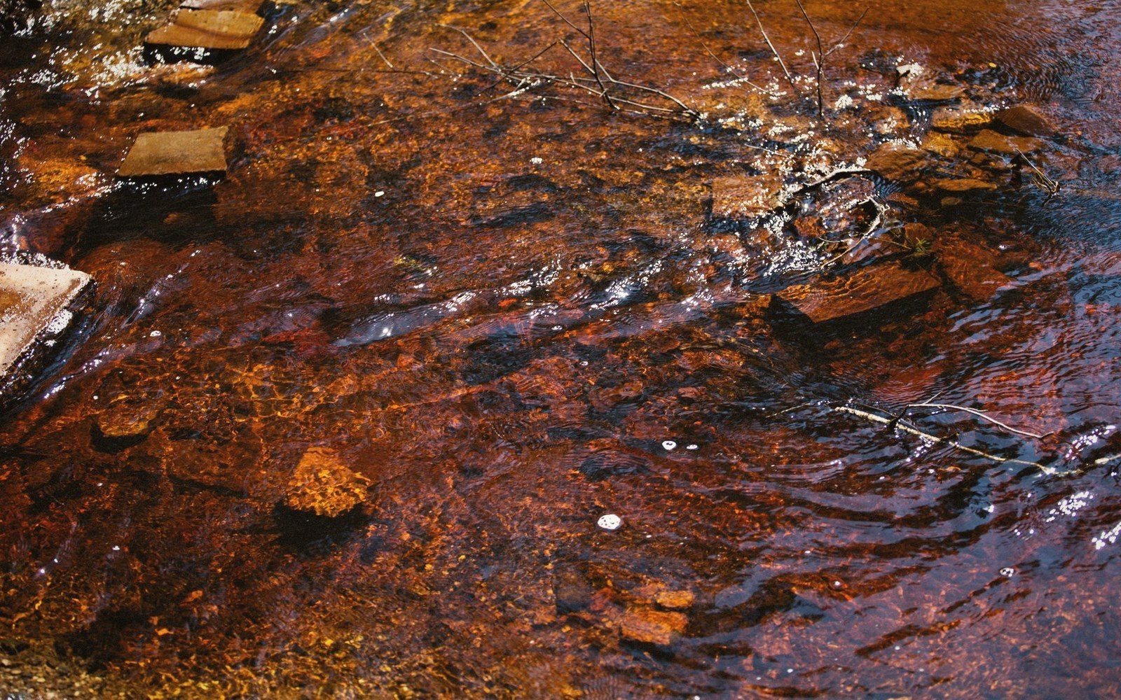 Rust-colored stream water flows over submerged rocks and fallen twigs