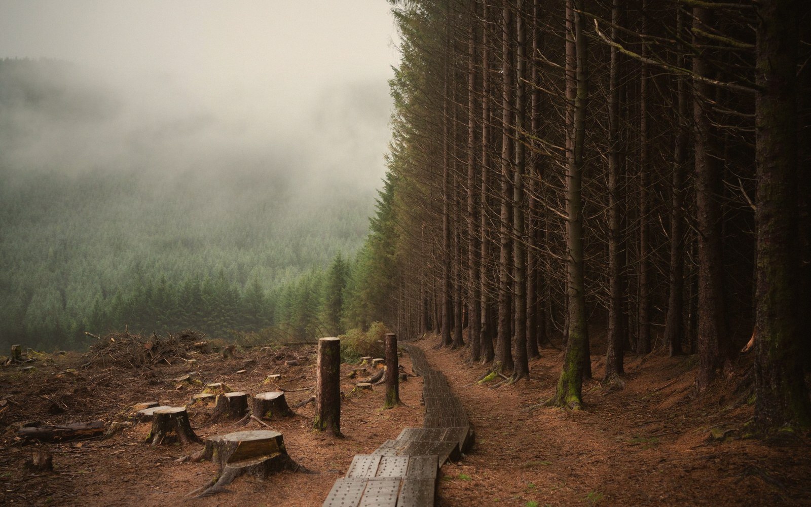 A dirt path with wooden boardwalk leads through a conifer forest beside cut tree stumps