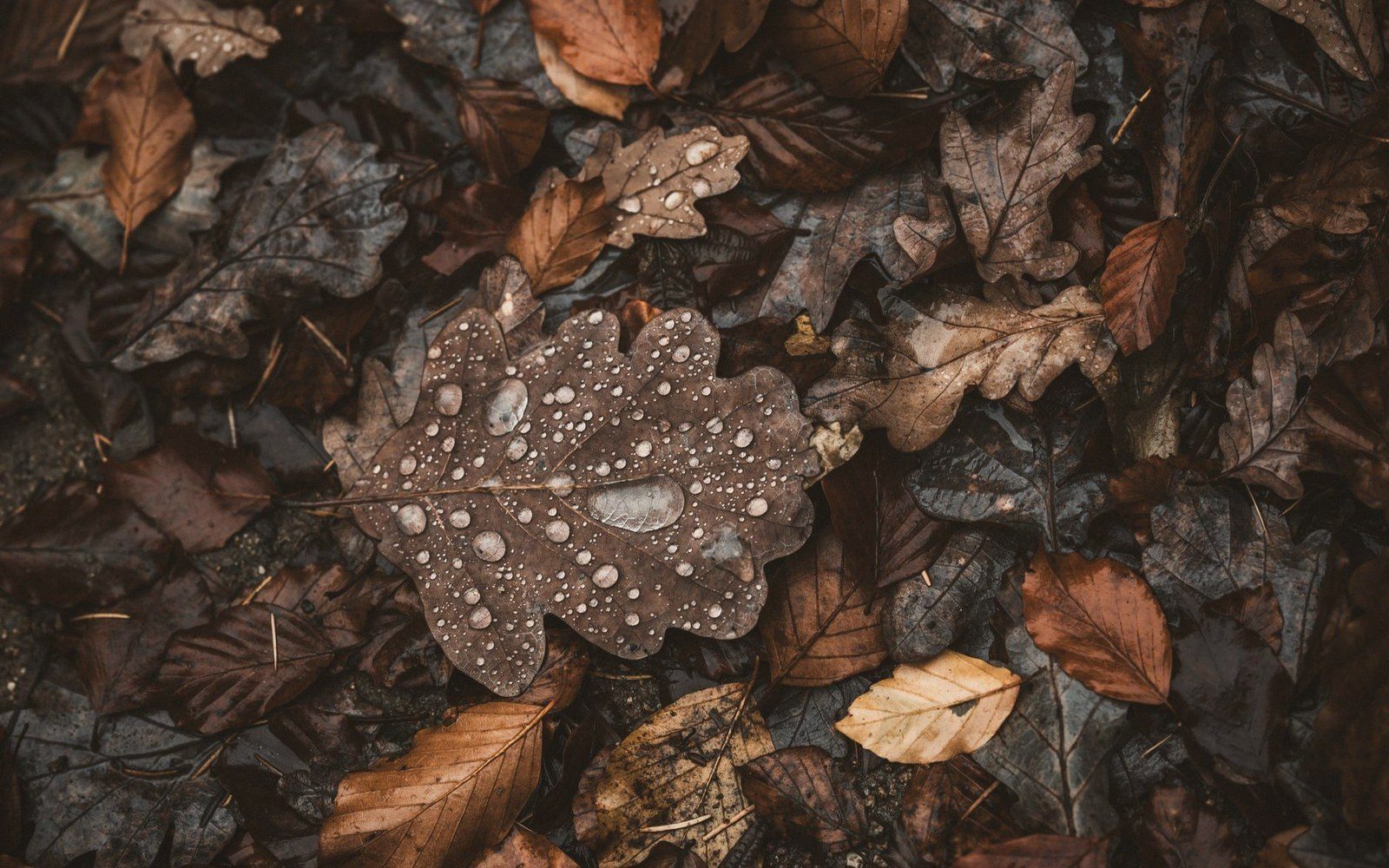 Raindrops cling to a fallen oak leaf atop a bed of decaying autumn leaves