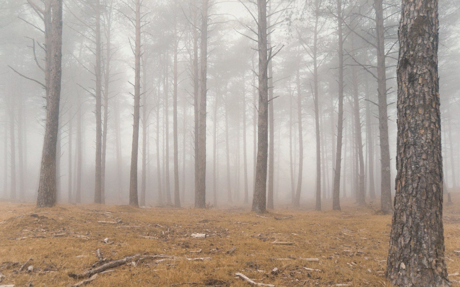 Tall pine trunks fade into thick fog above a needle-covered forest floor