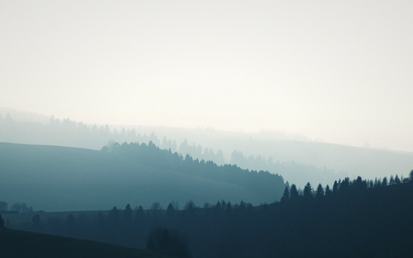 Fog moving through a cove forest at canopy height